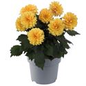 Afbeelding van Ej Dahlia Golden Yellow